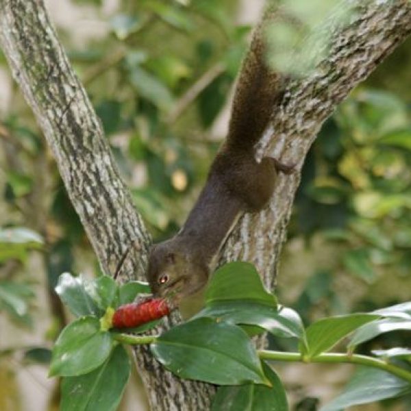 SquirrelP-Costus woodsonii fl [wyc] - 2