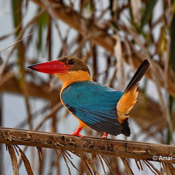 Stork-billed Kingfisher-1a-Ipoh, Perak, Malaysia-28th January 2020