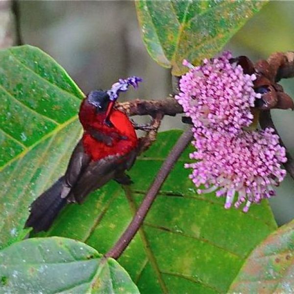 SubnirdC-Poikilospermum-suaveolens [GohJuanhui]