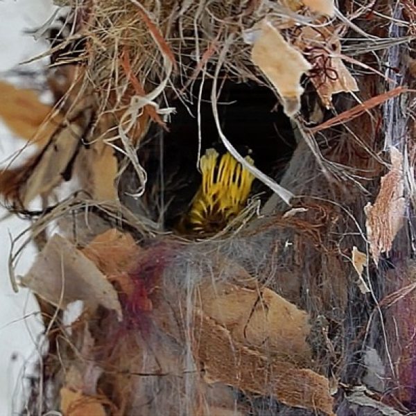 Chick's vent lined with yellow feathers (video grab_