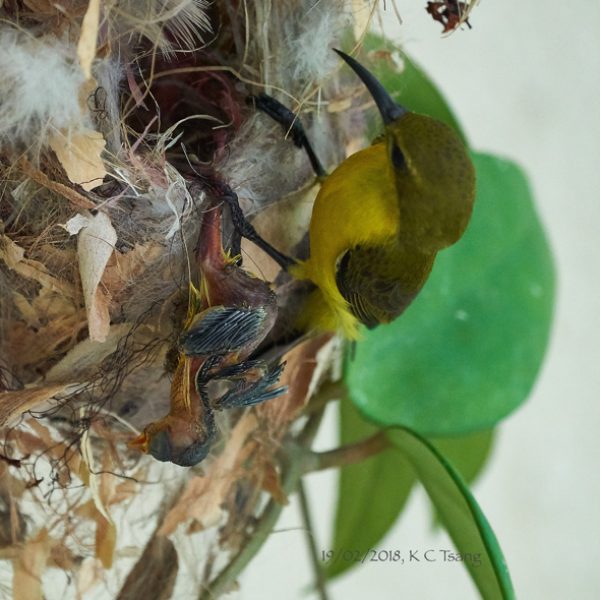 SunbirdOB-ch caught in nest [KCTsang]