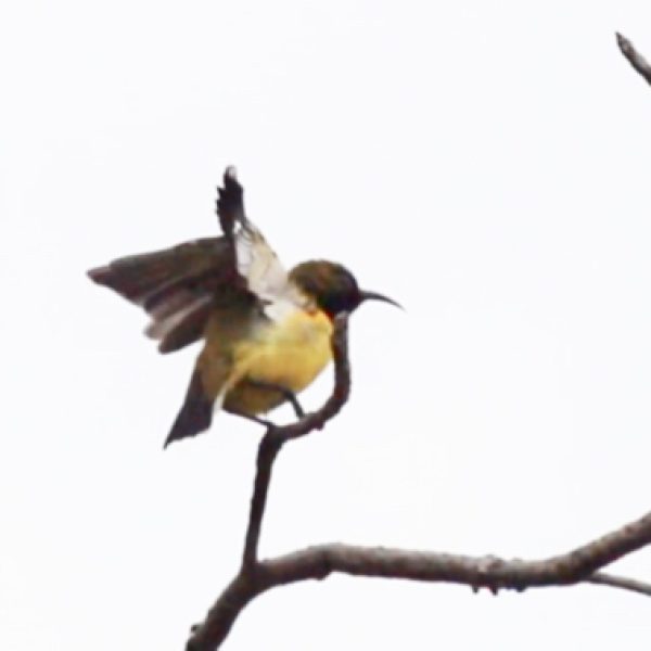 Olive-backed Sunbird stretching wings.