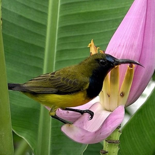 Male Olive-backed Sunbird with pierced male flowers of Ornamental Banana