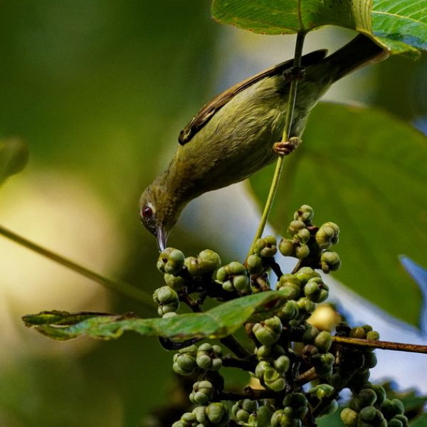 Image 1. Female Red-throated Sunbird.