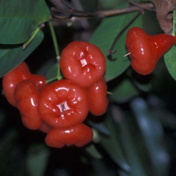 Fruits of Syzygium aqueoum - photo by YC Wee.