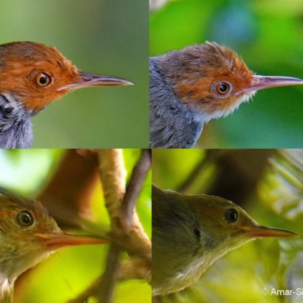 Composite image of head "shots" of adult male, adult female and 2 juveniles to show differences in bare parts and plumage.