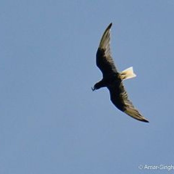 TernWW flight-nest-m [AmarSingh] - 2