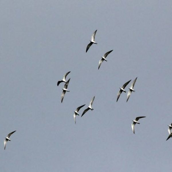 Terns(WhWng-Whiskered)-flock [KwongWaiChong] - 1