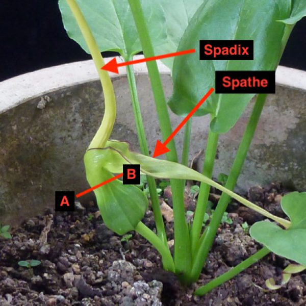Typhonium divaricatum fl Araceae [wyc] - 1 (1)