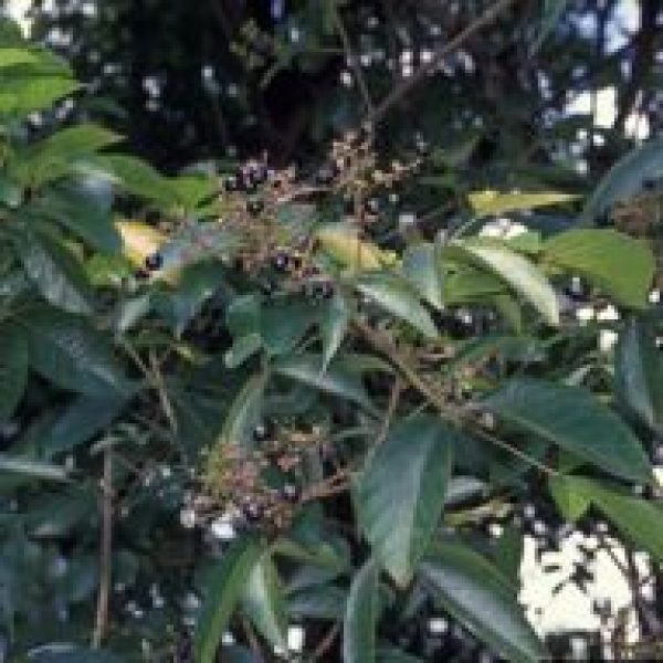 Vitex pinnata (V. pubescens) br-fr 1090