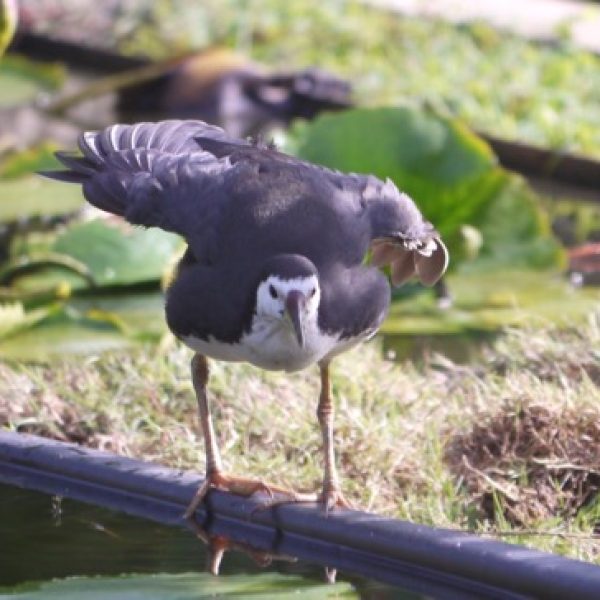 White-breasted Waterhen in threat pose (Photo credit: Lee Chiu San)