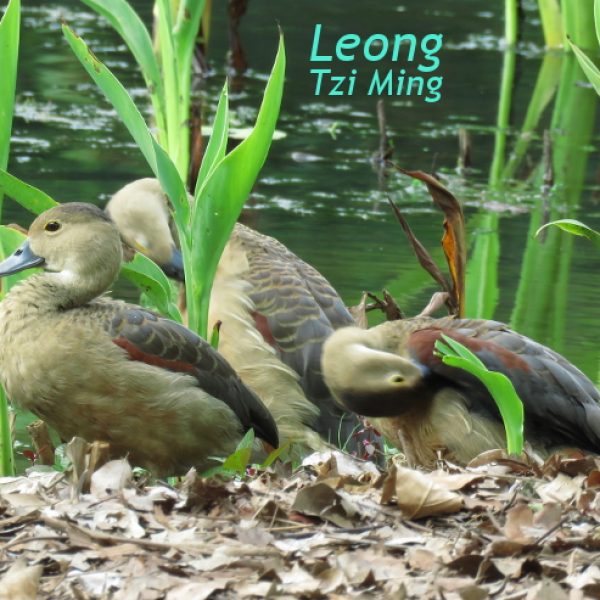 Lesser Whistling-Ducks
