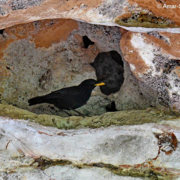 Blue Whistling-thrush about to enter nesting cavity.