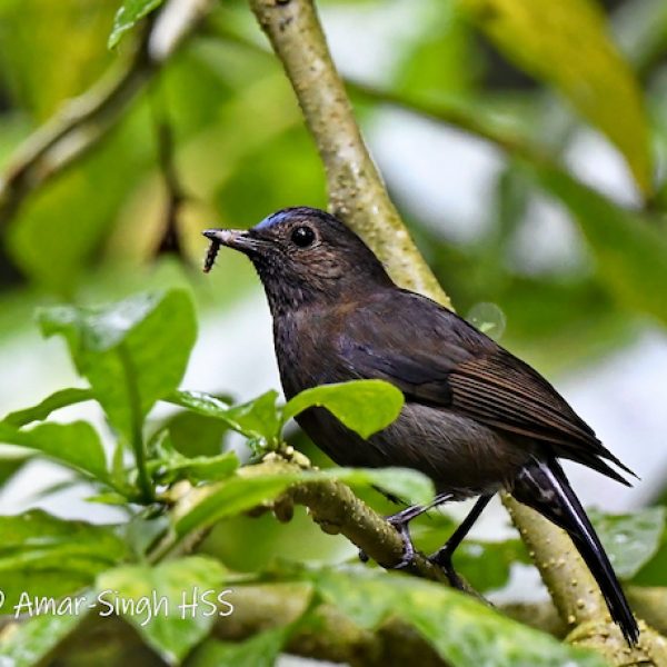 White-tailed Robin-1a-Cameron Highlands, Pahang, Malaysia-22th April 2022