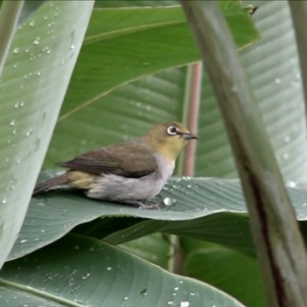 A white-eye enjoying a leaf bath (video grab).