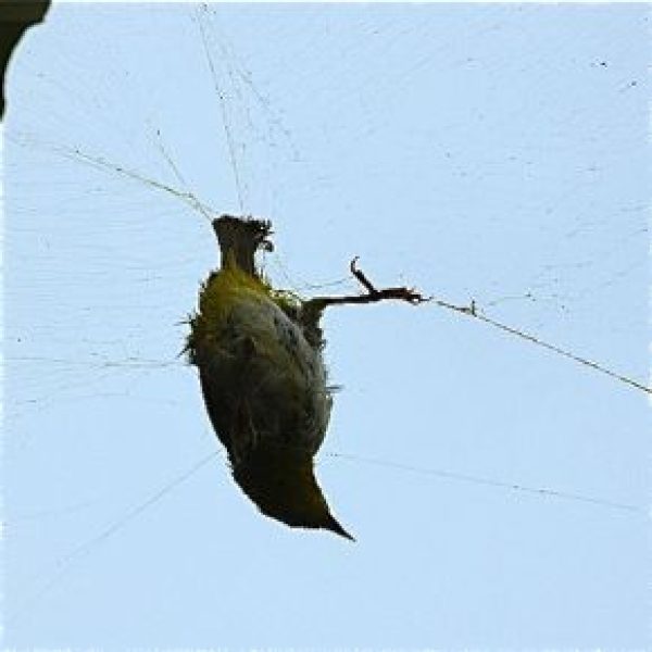 WhiteEyeO orb-web spider [OngEiLeen] - 1