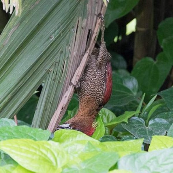 WoodpeckerBd-ants nest [LokePengFai] 2