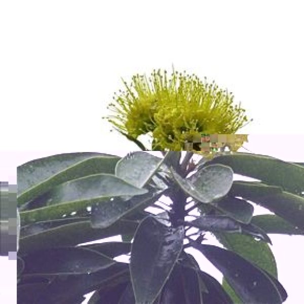 Xanthostemon chrysanthus [LenaChow]a