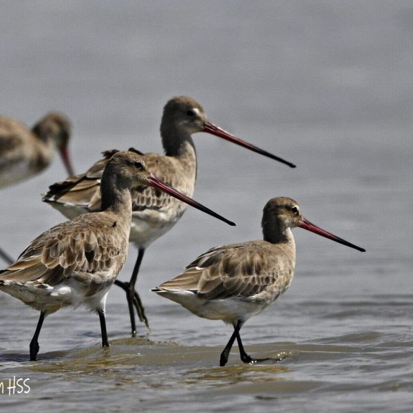 a6a67d6a5a6ee8b1aa72dec45fb8cf46b08dfaa01ea8822fa4b15603713d