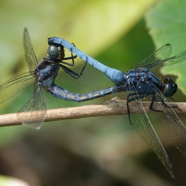 commonblueskimmersmating