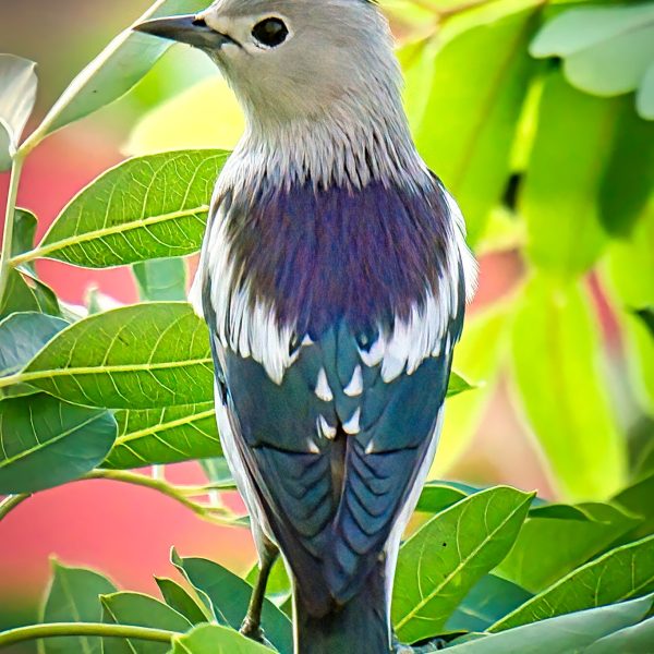 Daurian Starling (Agropsar Sturninus) or Purple-Backed Starling  北椋鸟 Male

Photo by Alex Han