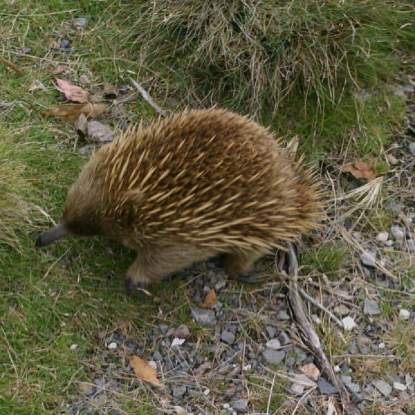 Echidna at Table Mountain... ) Photo: YC Wee).