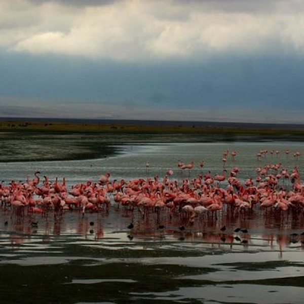 flamingoes, lake shore 8
