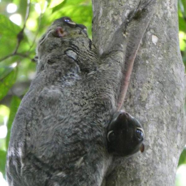 grey Colugo mother with baby Ai Ling Jan2021