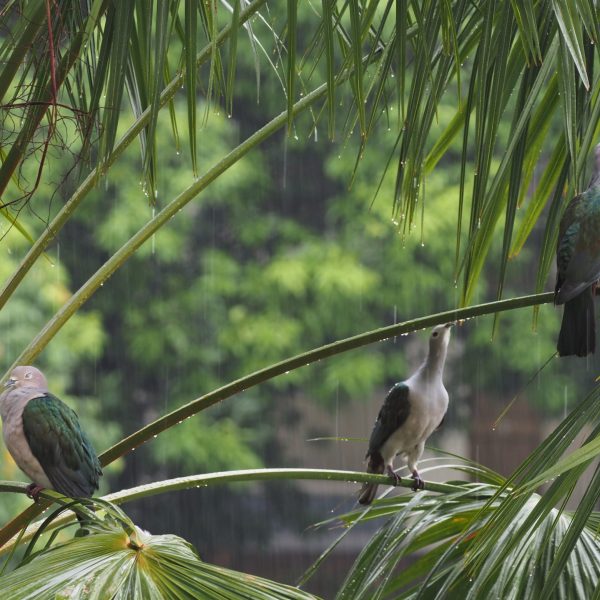 Green-imperial pigeon stretching its neck upwards to drink rain water.