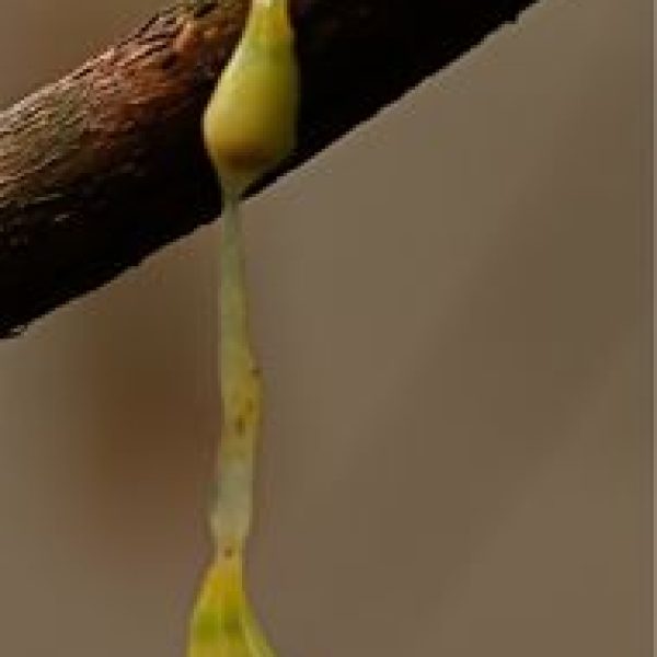 mistletoe seed-Fl'peckerSB