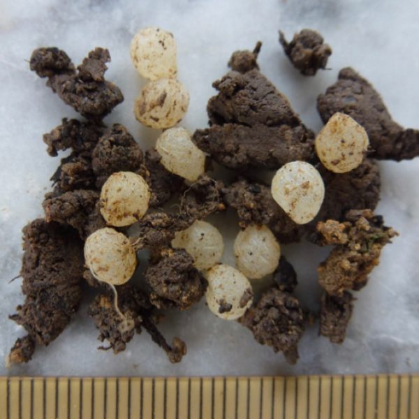 Snail eggs. Scale in mm.