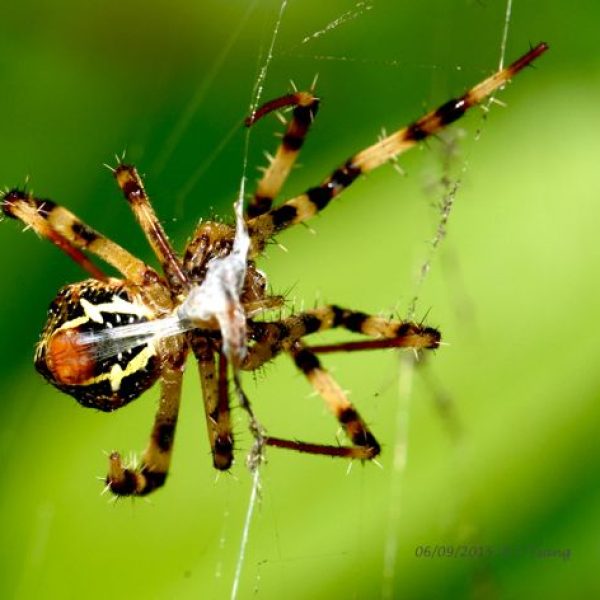 spider spinnig web {KCTsang] - 1