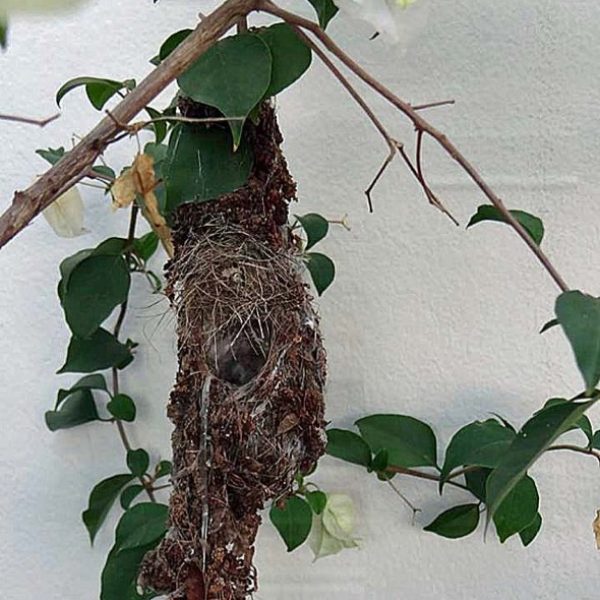 sunbird Nest [HenriettaJansen] 1