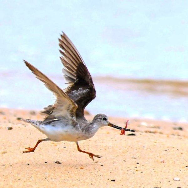 Terek sandpiper trying to outrun robbers. Photo by Johnny Wee