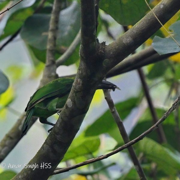 thumbnail_Gold-whiskered Barbet-1a-Kledang-Sayong Forest Reserve, Ipoh, Perak, Malaysia-8th August 2022