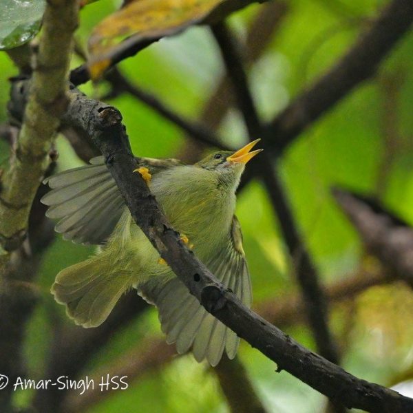 thumbnail_Plain Sunbird-2a-Kledang-Sayong Forest Reserve, Ipoh, Perak, Malaysia-4th August 2022