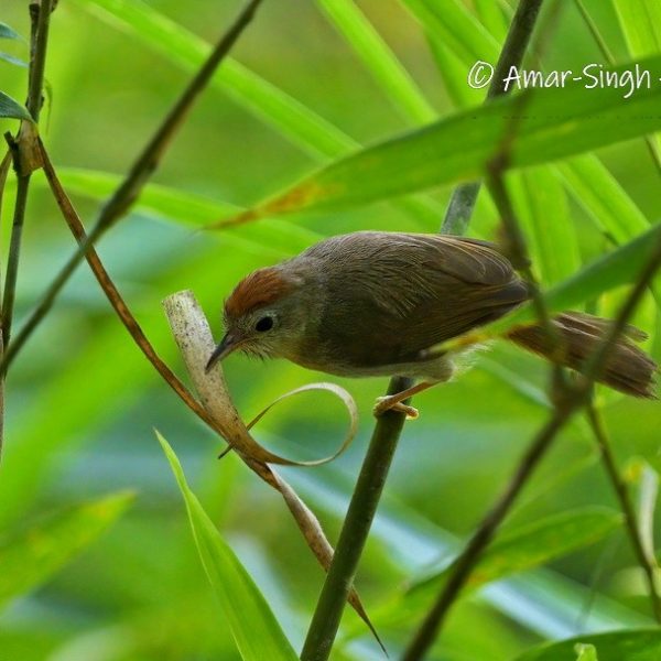 thumbnail_Rufous-fronted Babbler-1a-Kledang-Sayong Forest Reserve, Ipoh, Perak, Malaysia-18th July 2022