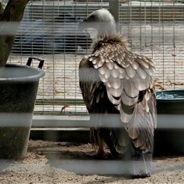 vulturehim-bintan-caged-via-kctsang.jpg