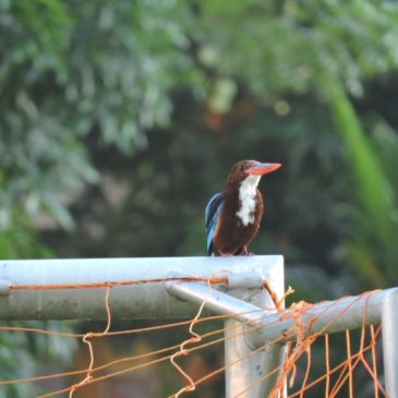 White-throated Kingfisher (Halcyon smyrnensis) in MCKL, Brickfields, KL and Gamuda Gardens, Northern Klang Valley