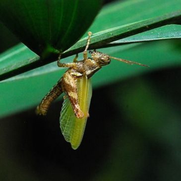 Moulting of a grasshopper