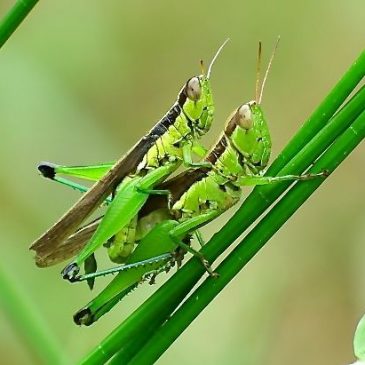 GRASSHOPPERS MATING