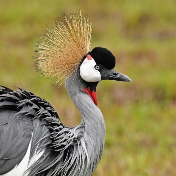 Barbets - Bird of the Month September 2014* - Africa Wild