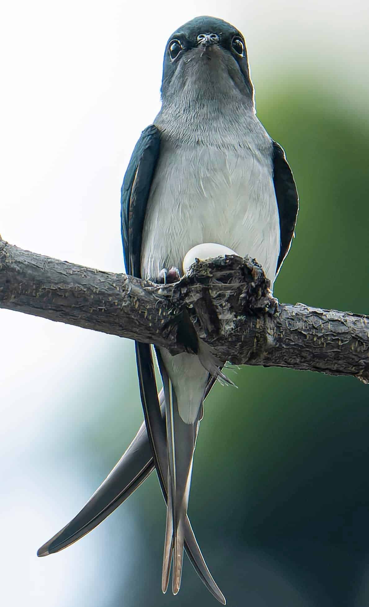 Grey-rumped Treeswift Couple - Bird Ecology Study Group