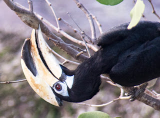 Hornbill, caterpillars and mangrove tree at Pulau Ubin