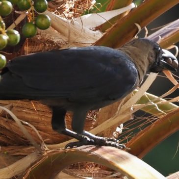 House Crow gathering undeveloped fruits?