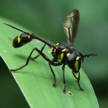 Hoverfly Monoceromyia javana mimics wasp