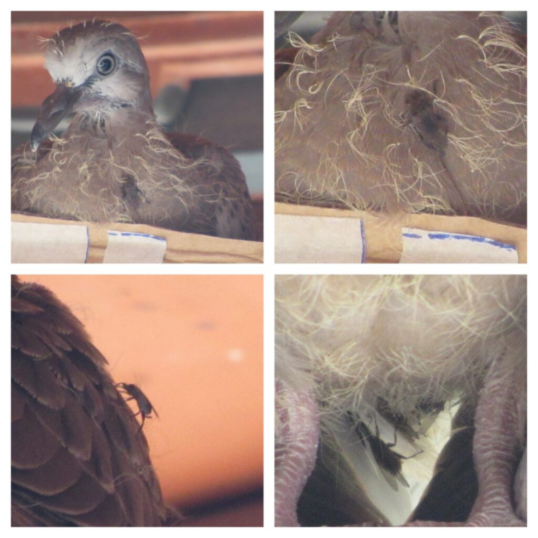 Pigeon Louse-fly, Pseudolyncha canariensis - Bird Ecology Study Group