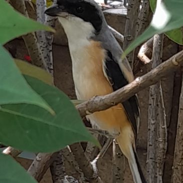 Long-tailed shrike frequents Bishan MRT station vicinity