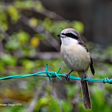 Brown Shrike – male and female