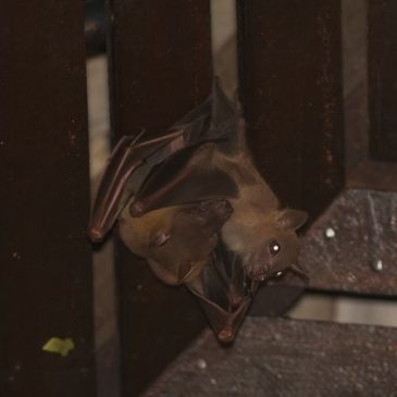 Bats in my porch: 18. Adult females and their pups